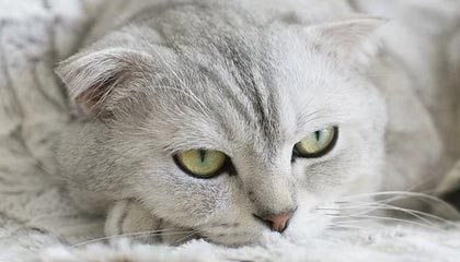 2025“Z世代”第二届延边东北亚国际青少年足球邀请赛在龙井市开赛